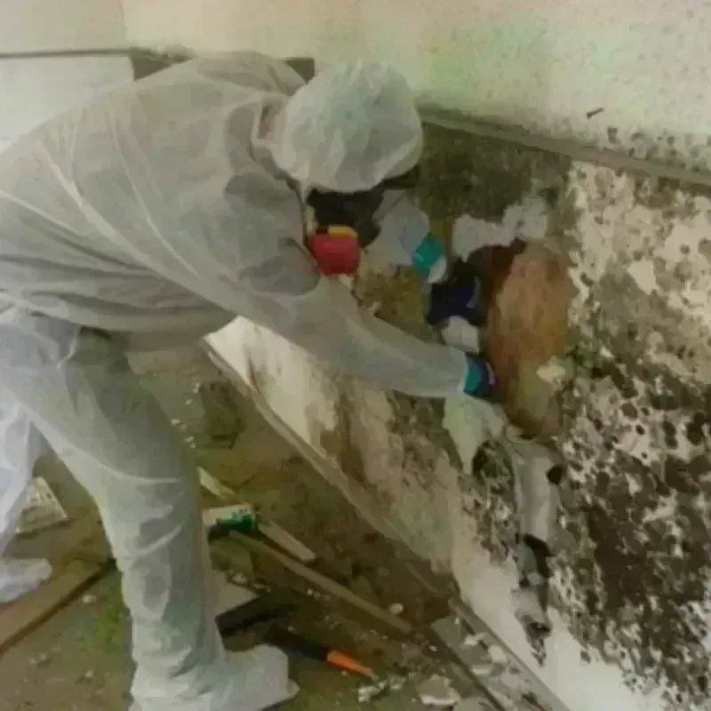 Mold Remediation and Removal in Henryville, IN